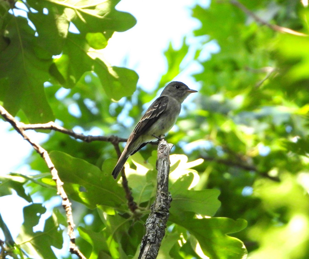 Eastern Wood-Pewee - ML639492321