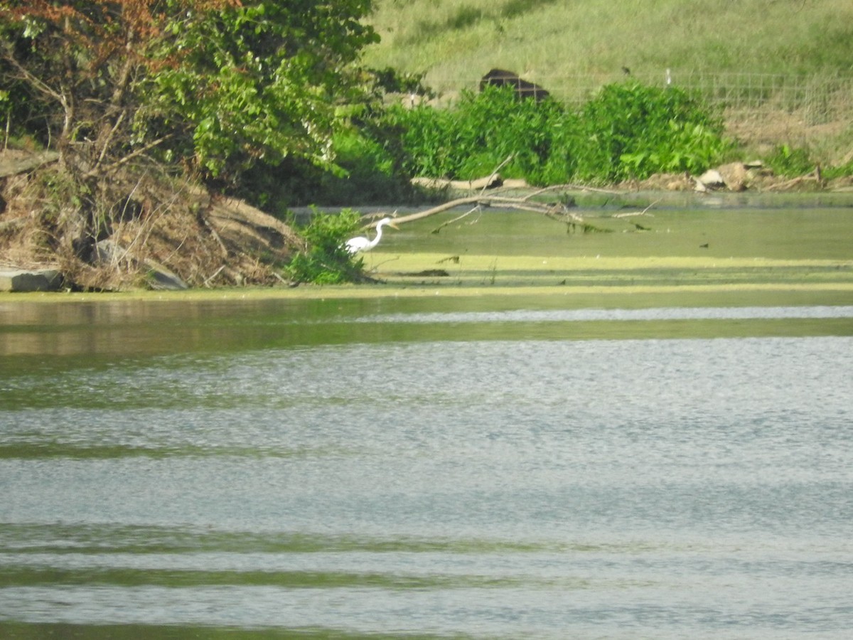 Great Egret - ML639492502