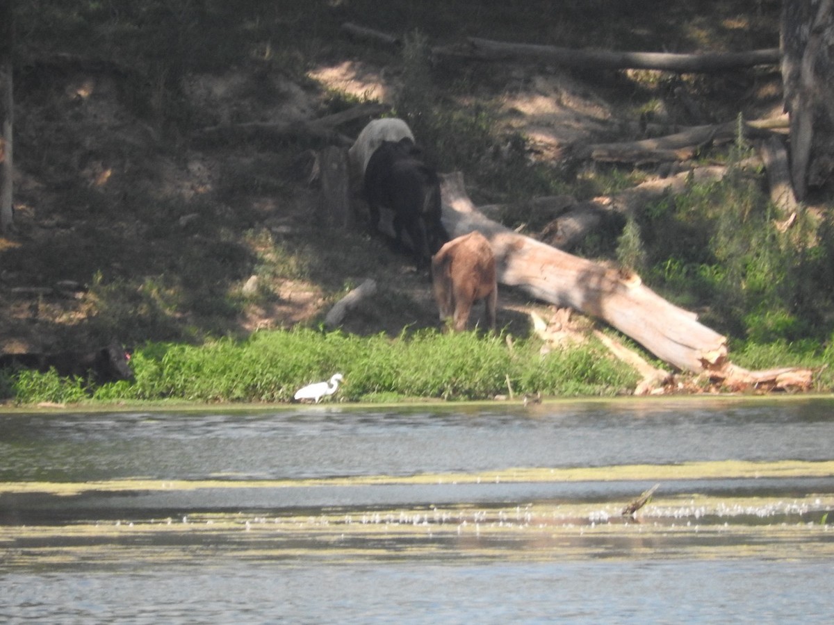 Great Egret - ML639492503
