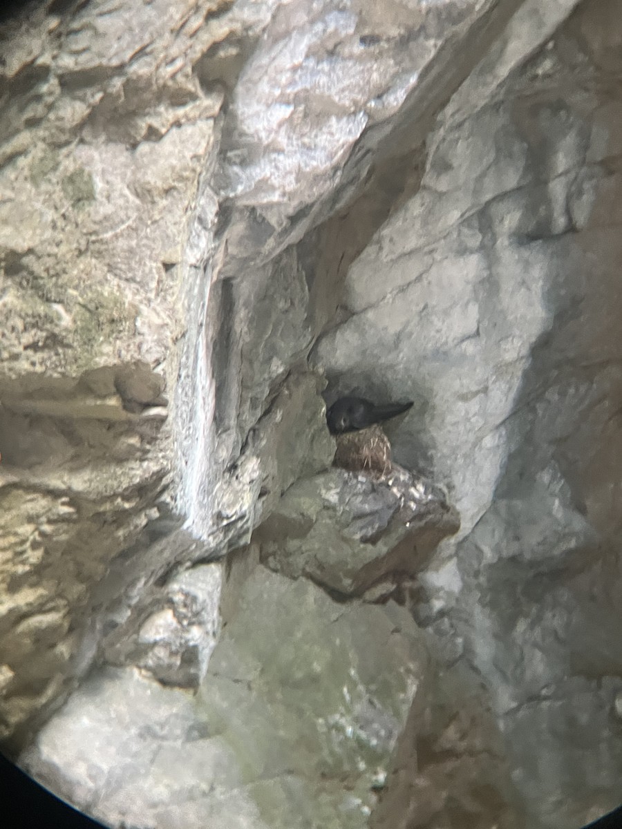 Black Swift - ML639492613