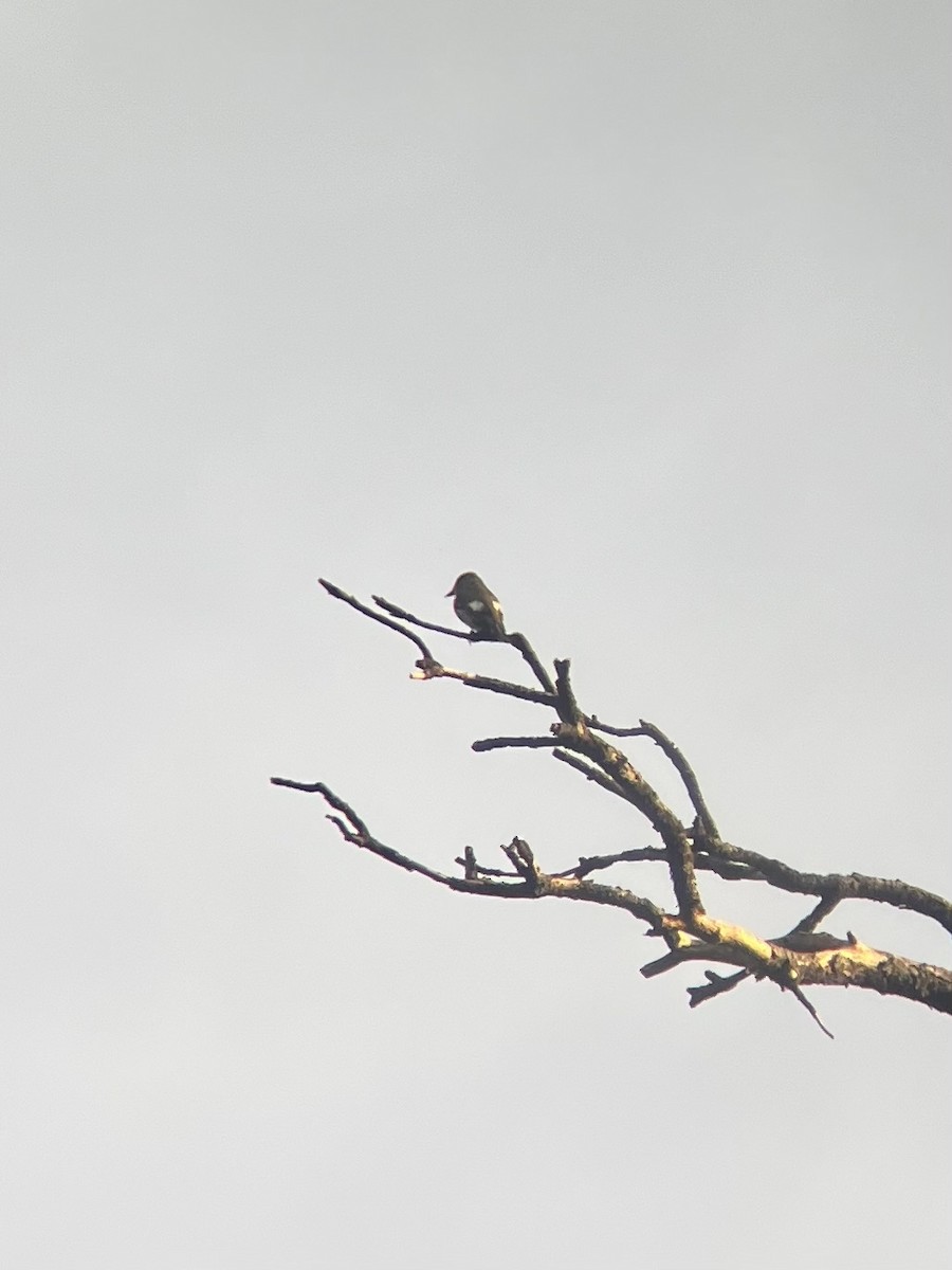 Olive-sided Flycatcher - ML639492698
