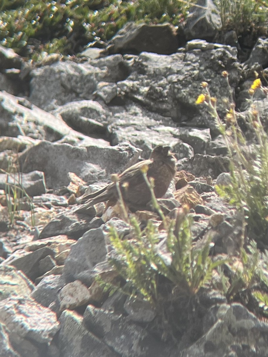Brown-capped Rosy-Finch - ML639492892