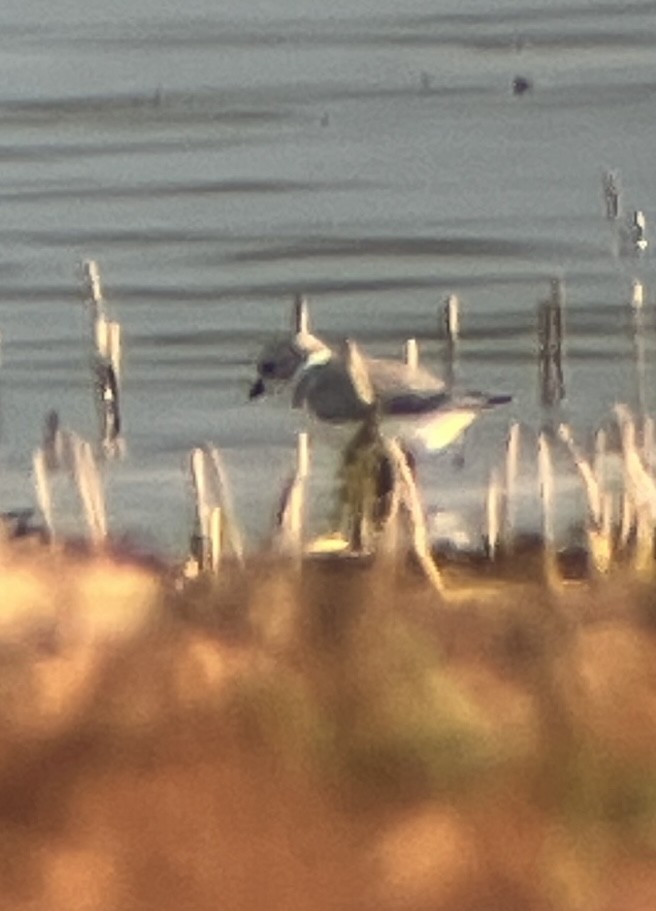 Piping Plover - ML639492925
