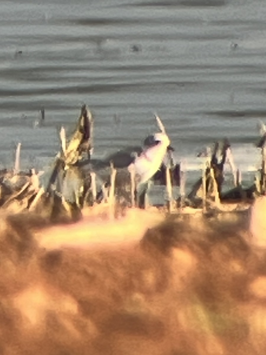 Piping Plover - ML639492926