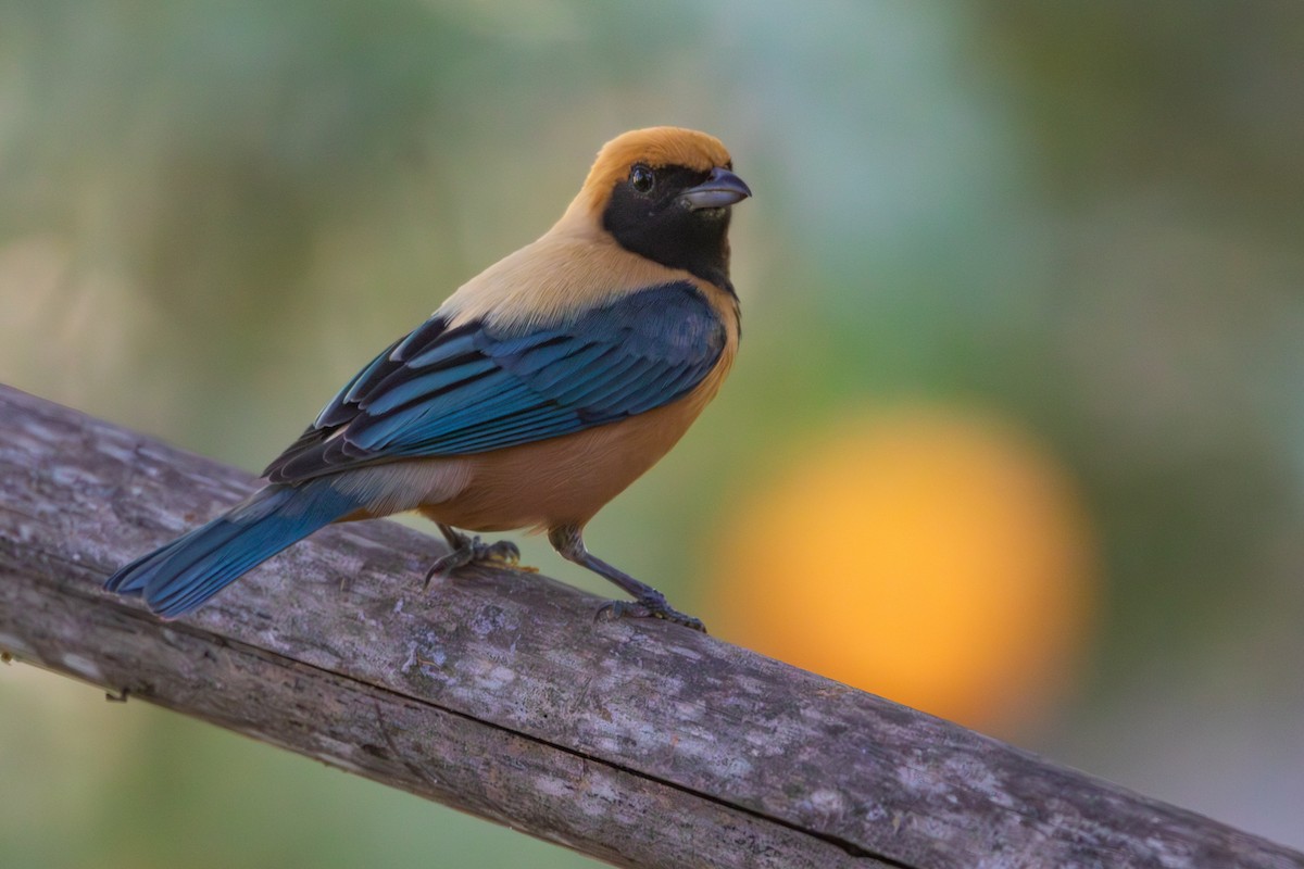 Burnished-buff Tanager - ML639492951