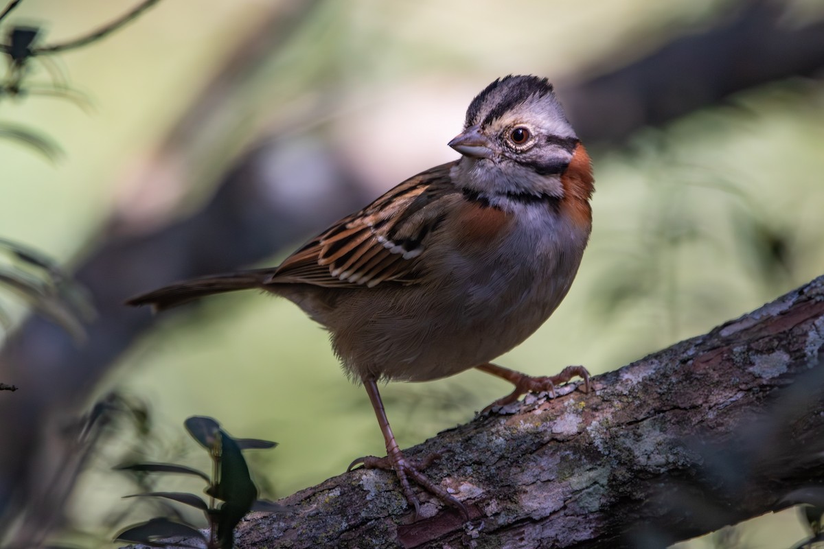 Rufous-collared Sparrow - ML639492971