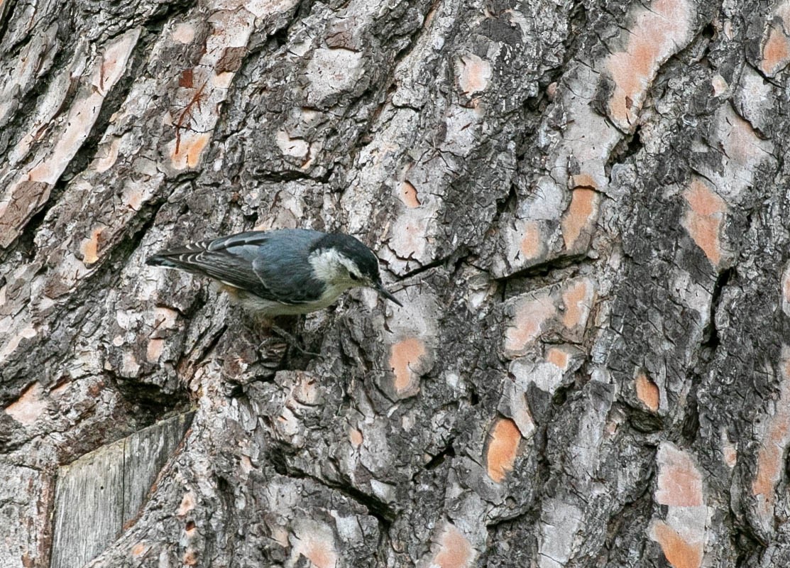 Sittelle à poitrine blanche (aculeata/alexandrae) - ML639492973