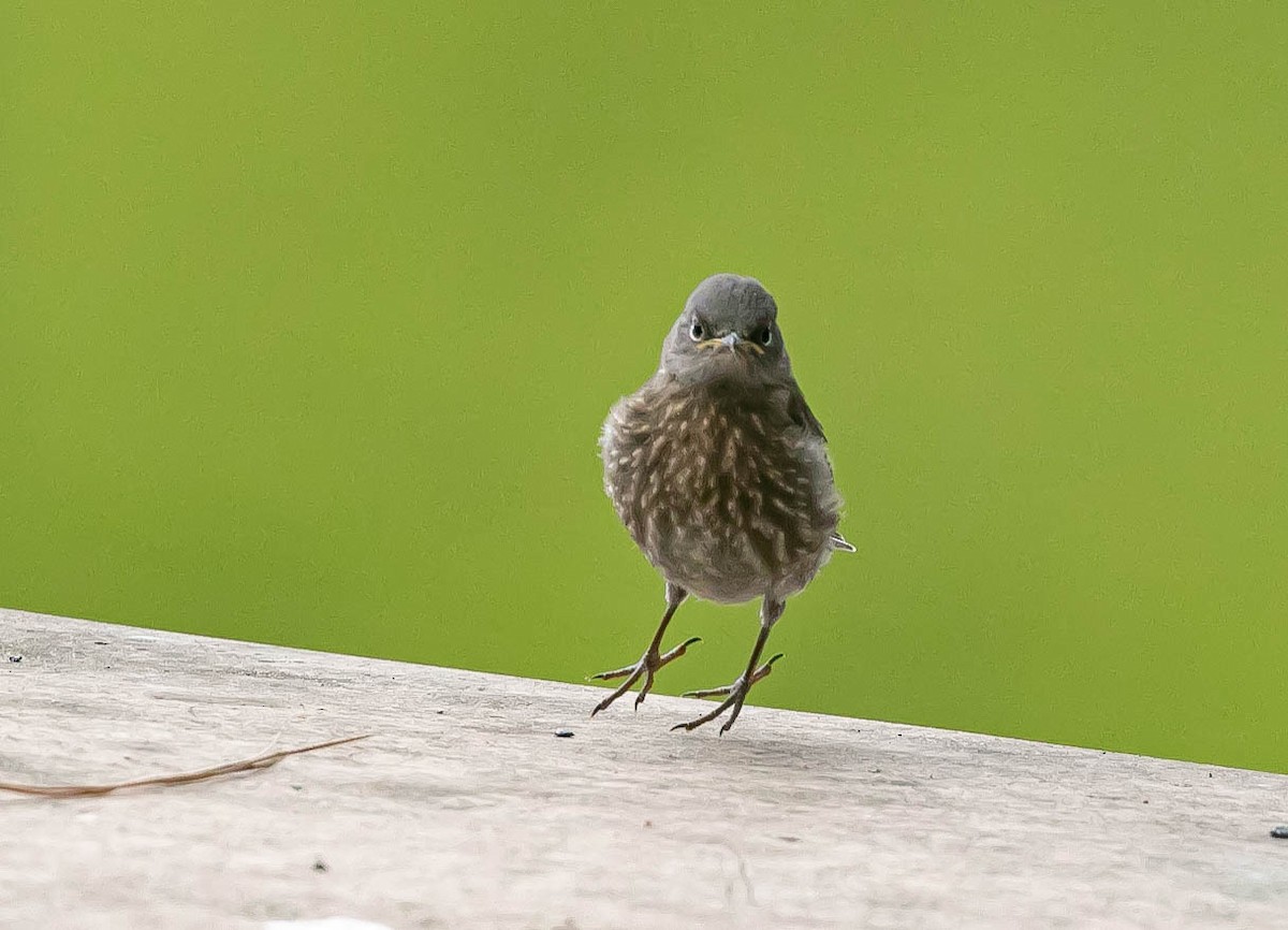 Merlebleu de l'Ouest - ML639492982
