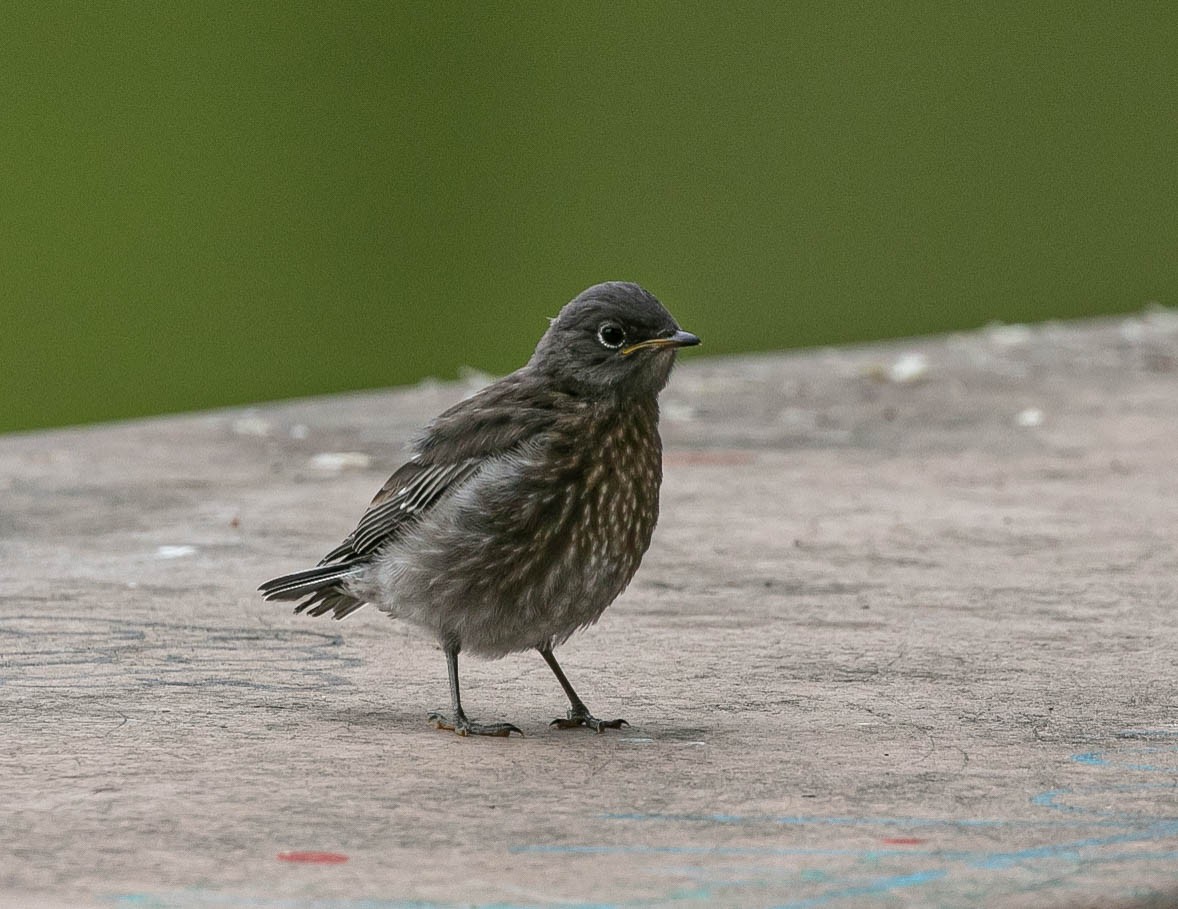 Merlebleu de l'Ouest - ML639492983