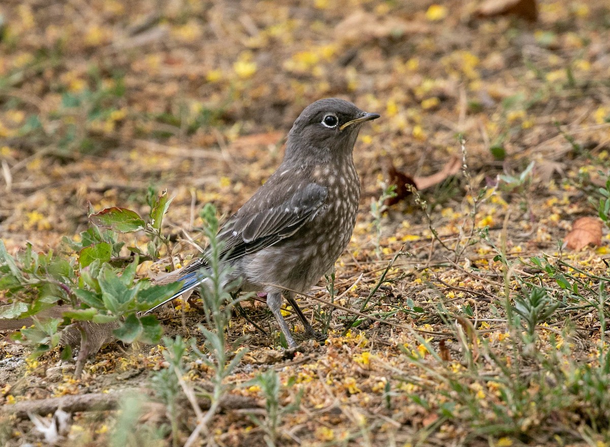 Merlebleu de l'Ouest - ML639492984