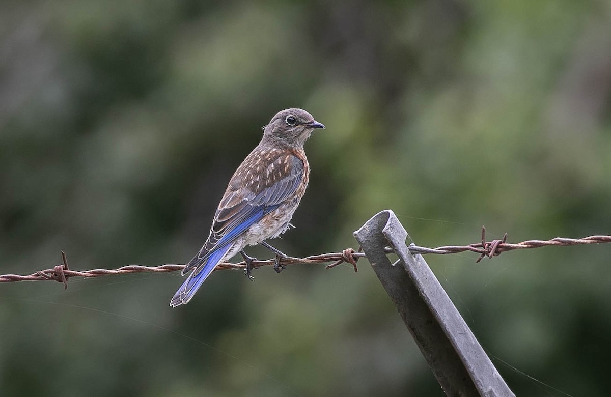 Merlebleu de l'Ouest - ML639492985