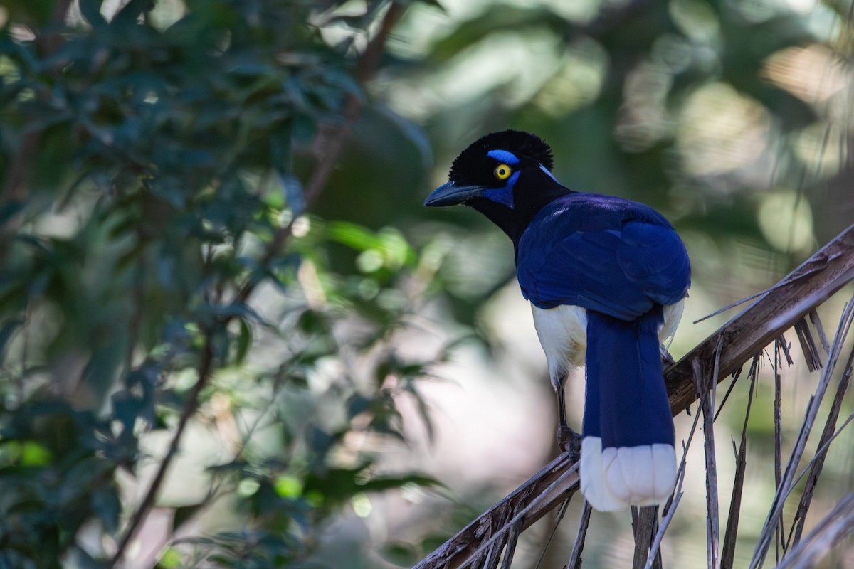 Plush-crested Jay - ML639492986