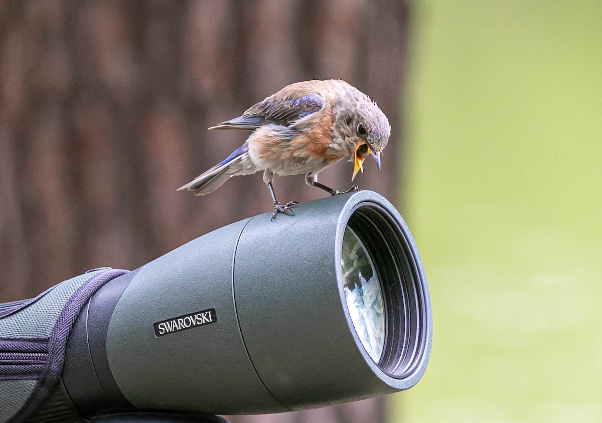 Merlebleu de l'Ouest - ML639493005