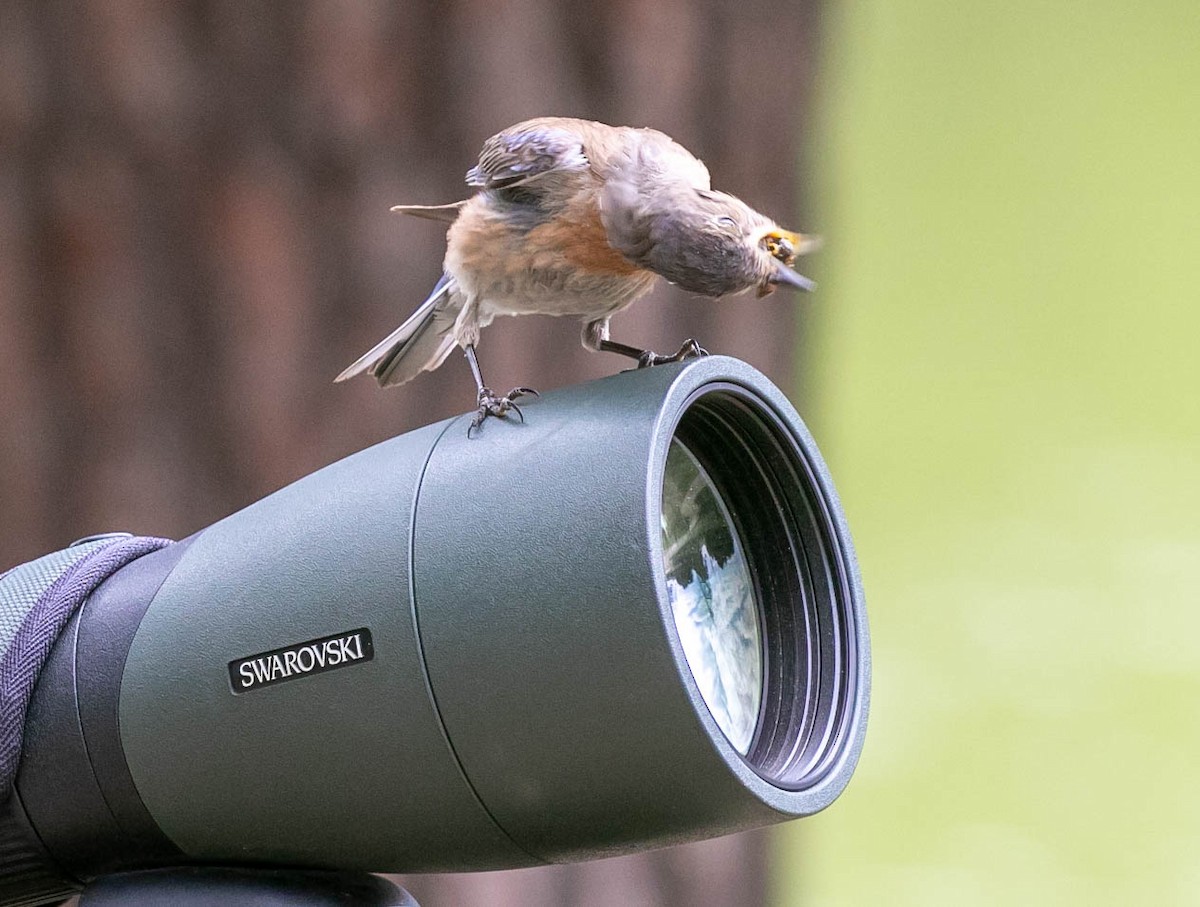 Merlebleu de l'Ouest - ML639493006