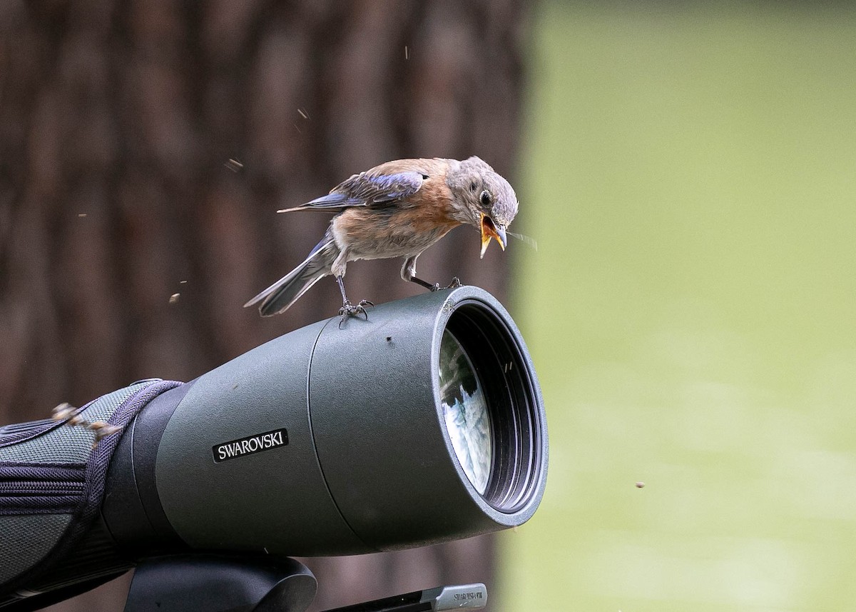 Merlebleu de l'Ouest - ML639493007