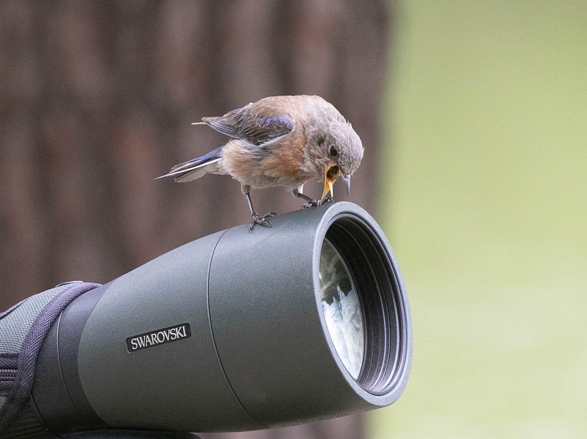 Merlebleu de l'Ouest - ML639493008
