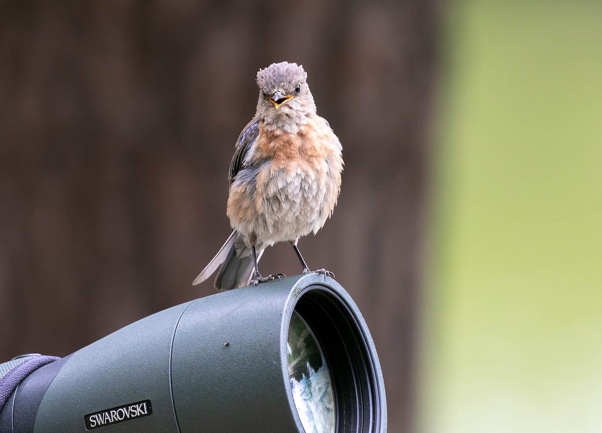 Merlebleu de l'Ouest - ML639493009