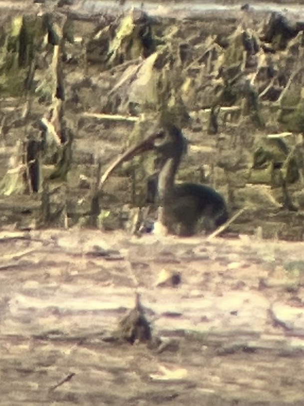 White Ibis - ML639493052