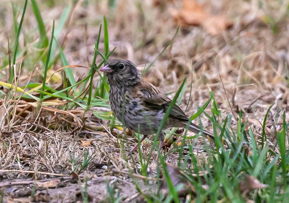 Junco ardoisé (groupe oreganus) - ML639493056