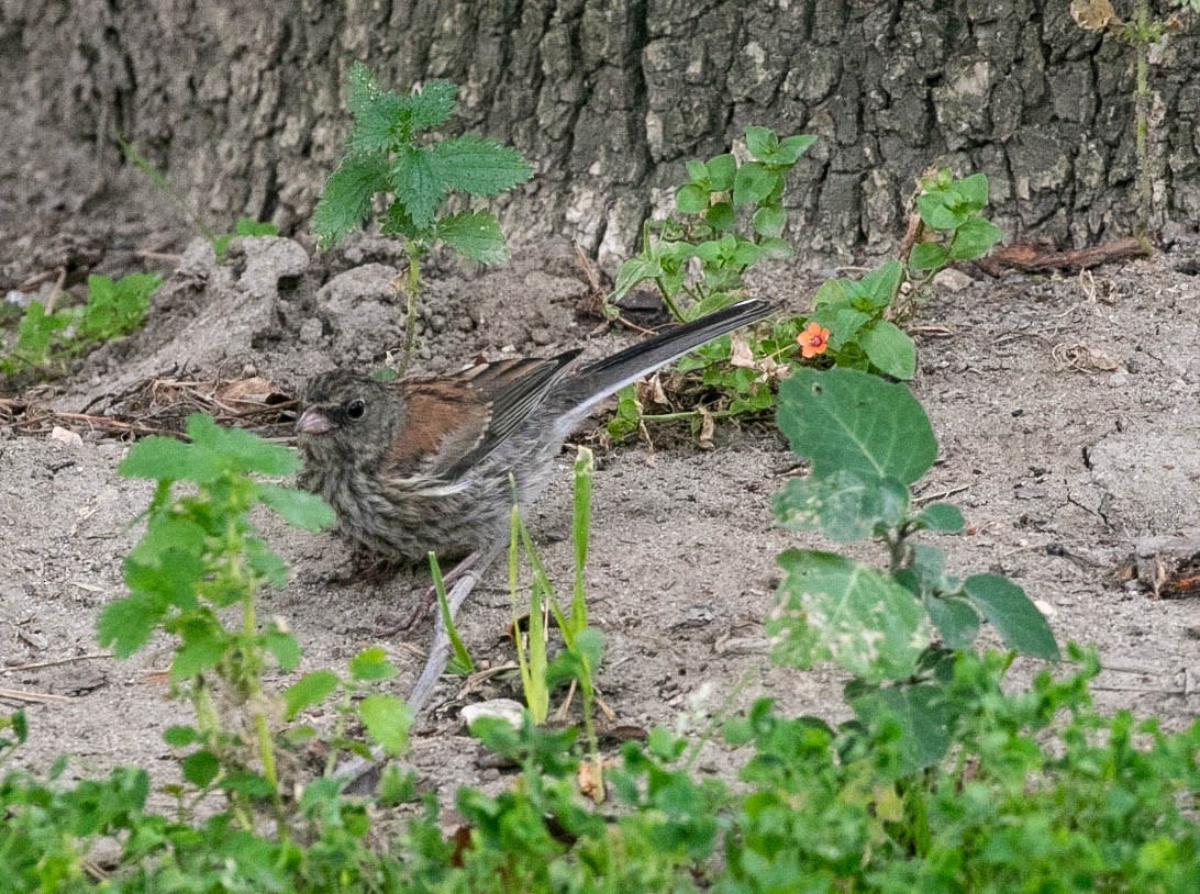 Junco ardoisé (groupe oreganus) - ML639493060