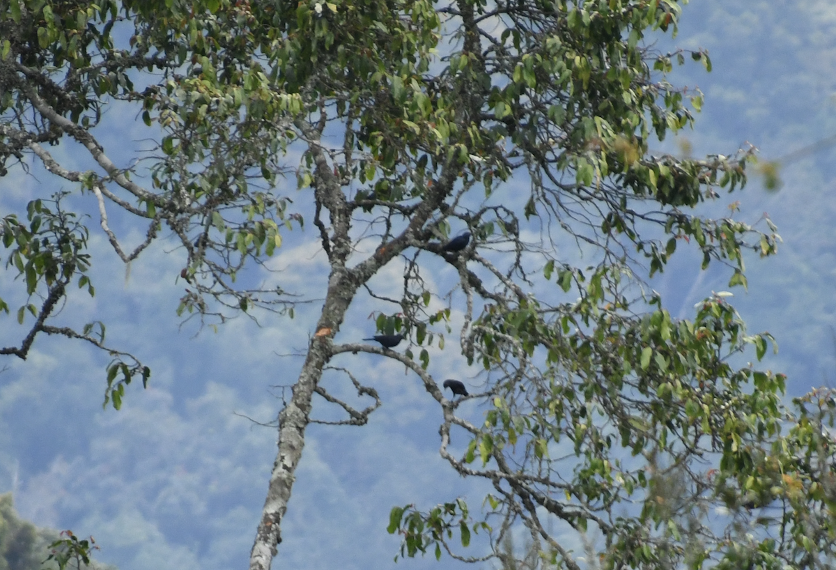 Waller's Starling - ML639493075