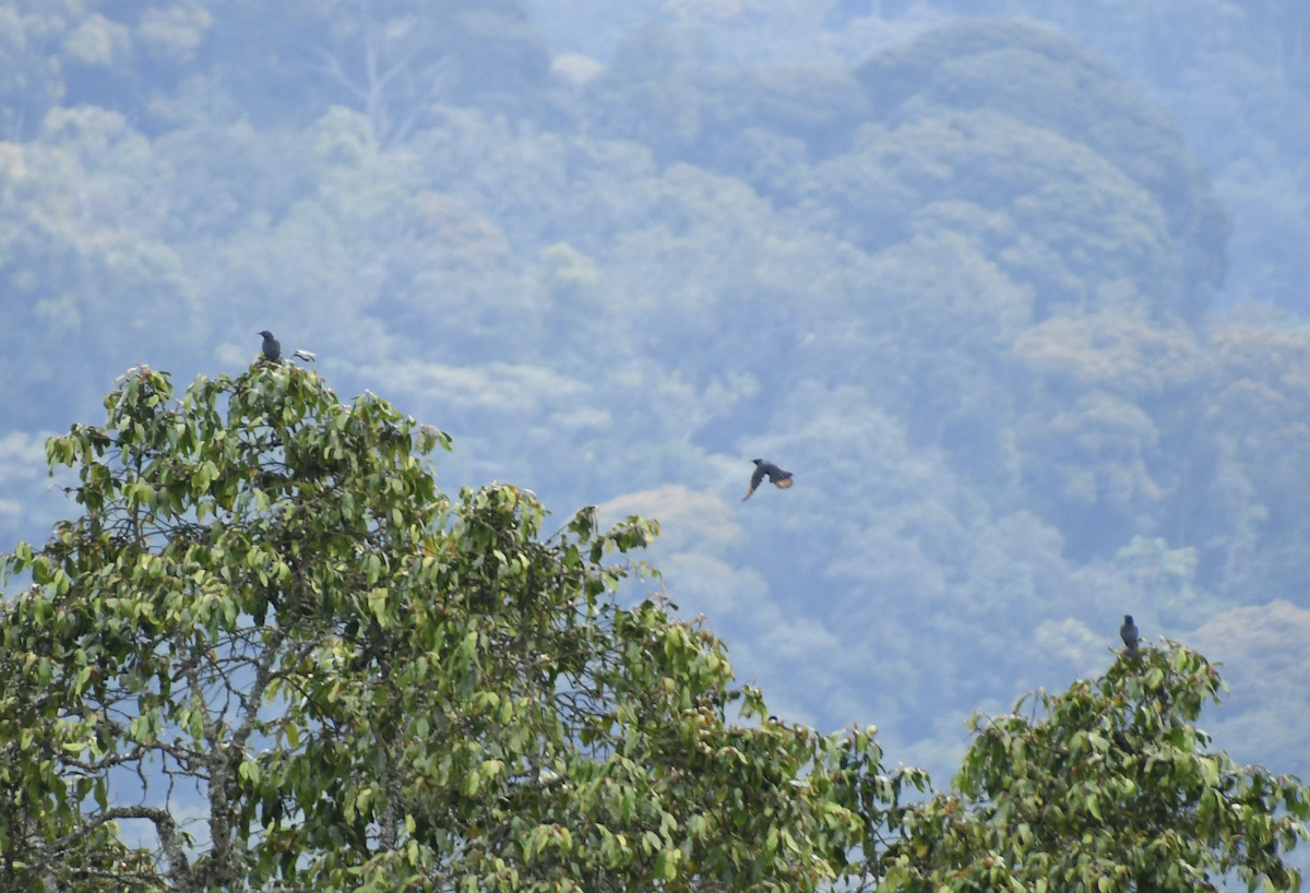 Waller's Starling - ML639493076