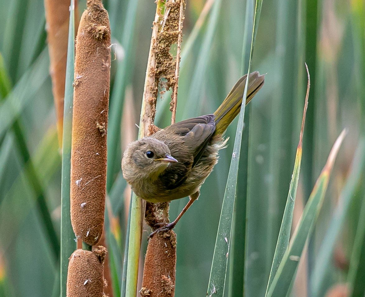 Paruline masquée - ML639493077