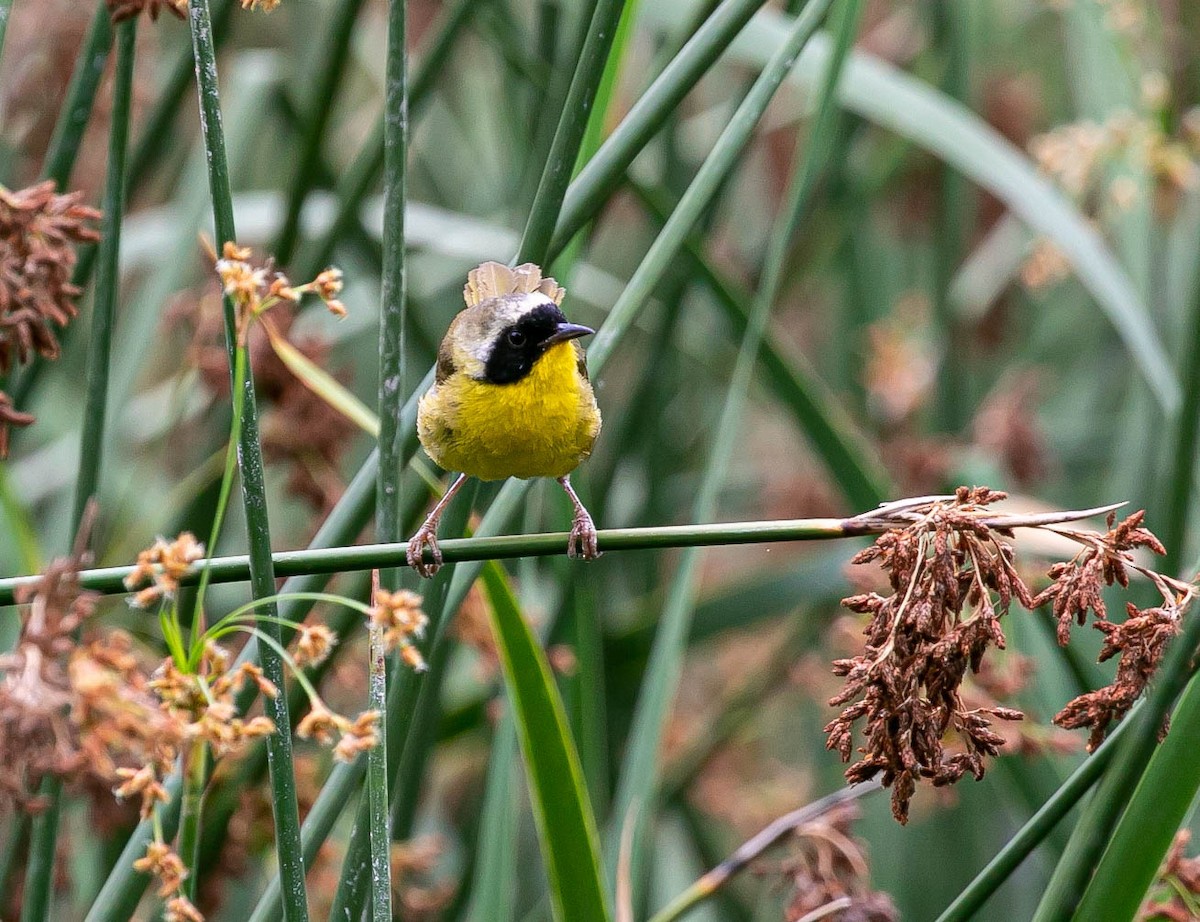 Paruline masquée - ML639493087