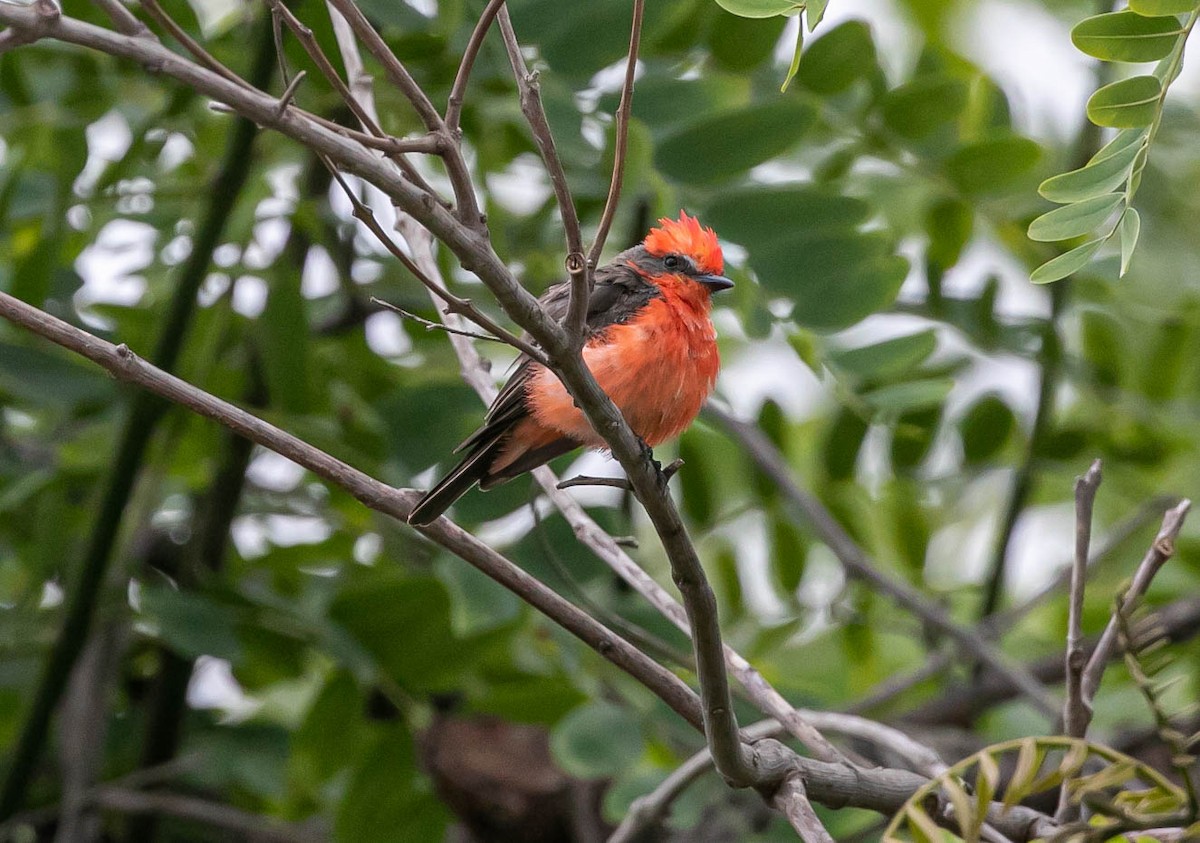 Moucherolle vermillon - ML639493103