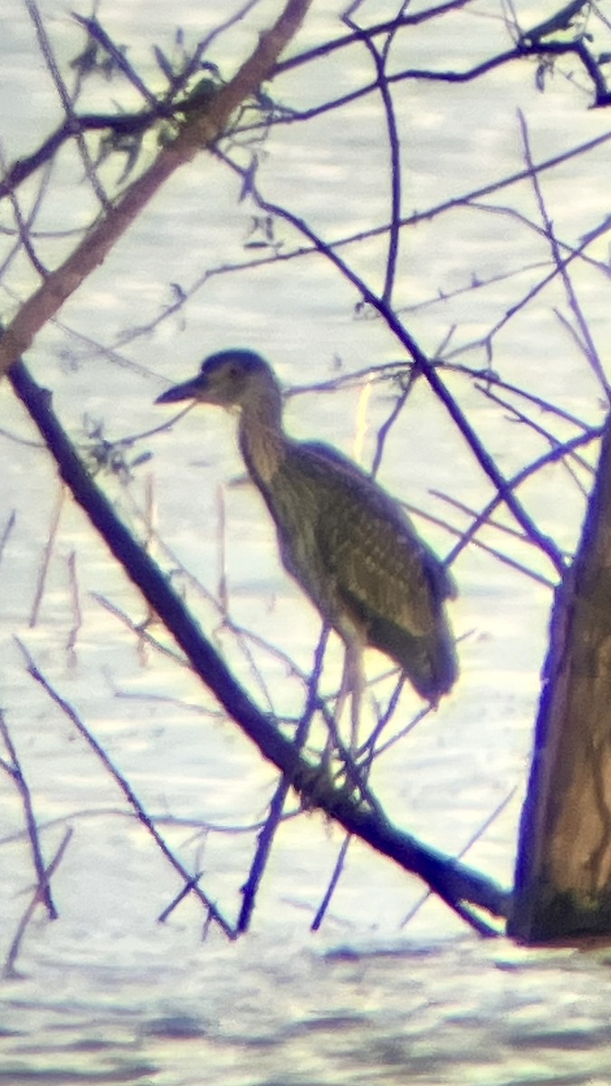 Yellow-crowned Night Heron - ML639493108