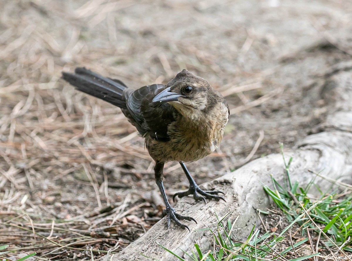 Quiscale à longue queue - ML639493124