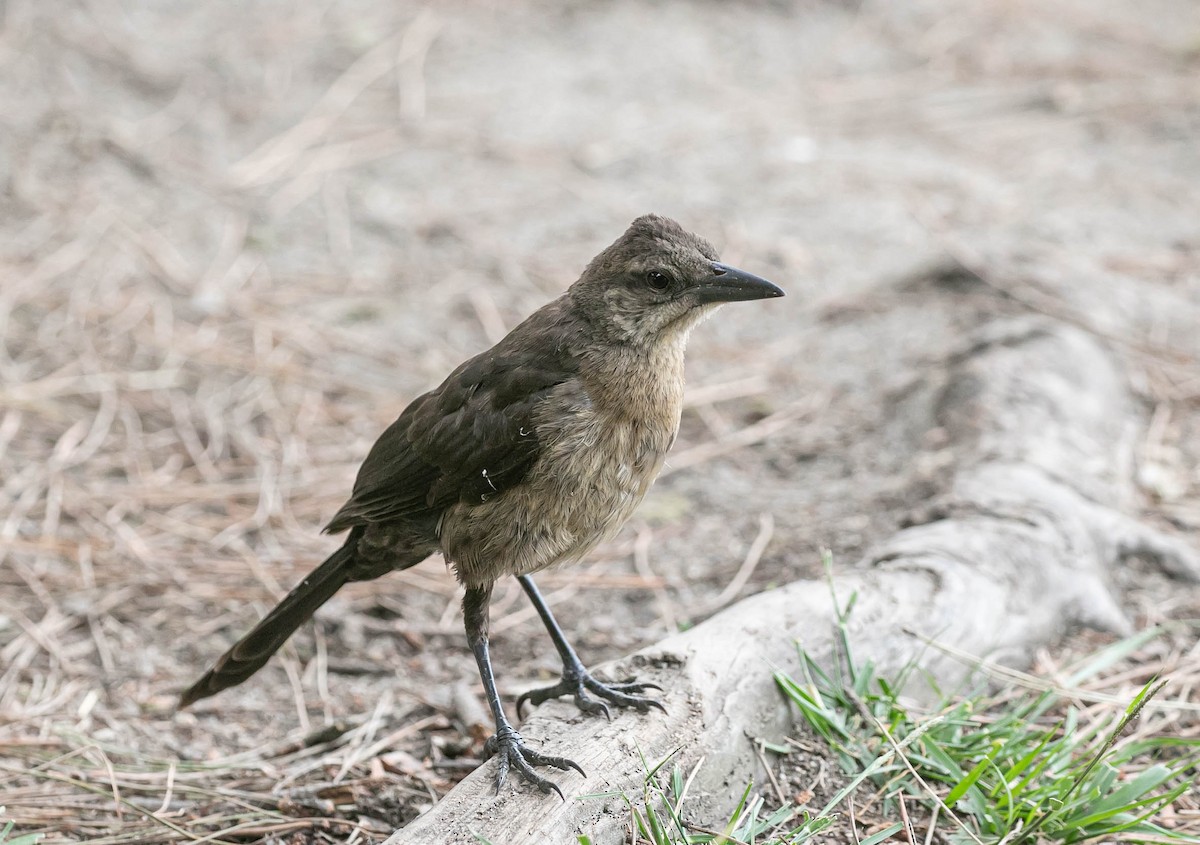 Quiscale à longue queue - ML639493125