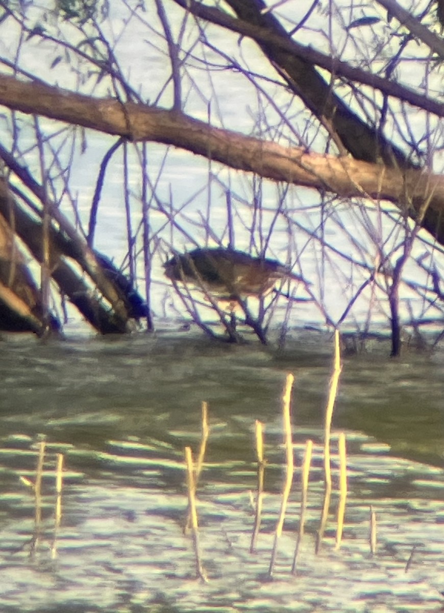 Green Heron - ML639493131