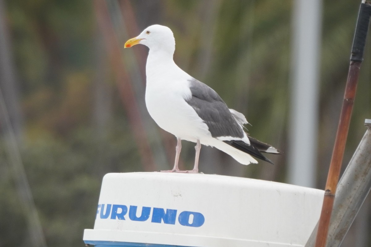 Gaviota Occidental - ML639493132