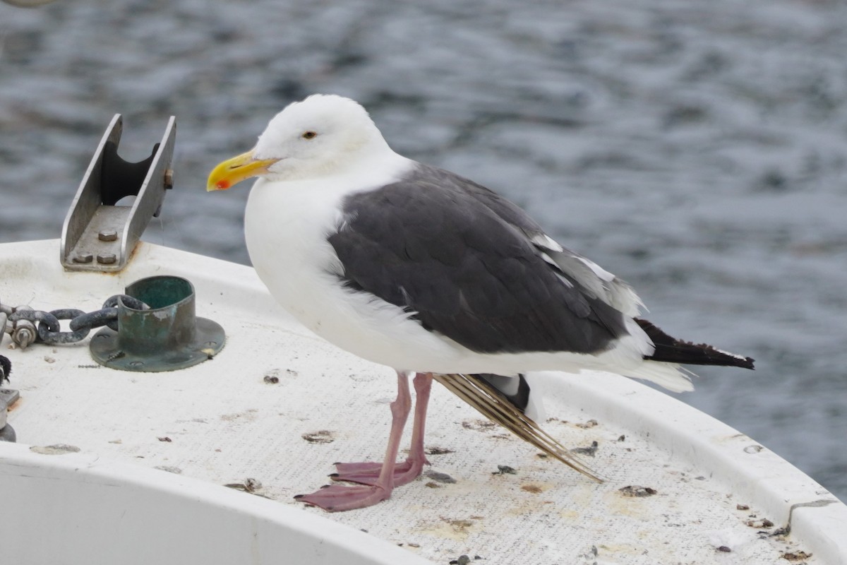 Gaviota Occidental - ML639493143