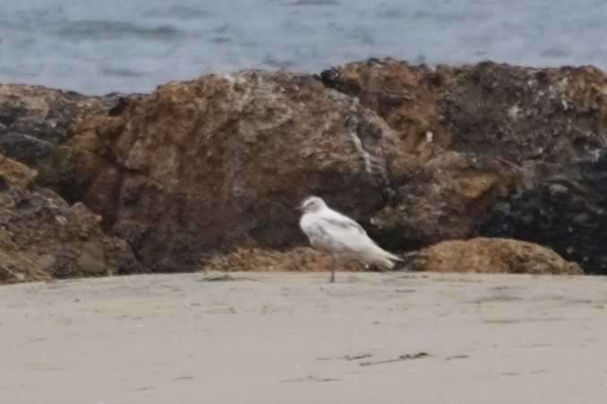 Gaviota/Gavión sp. - ML639493150