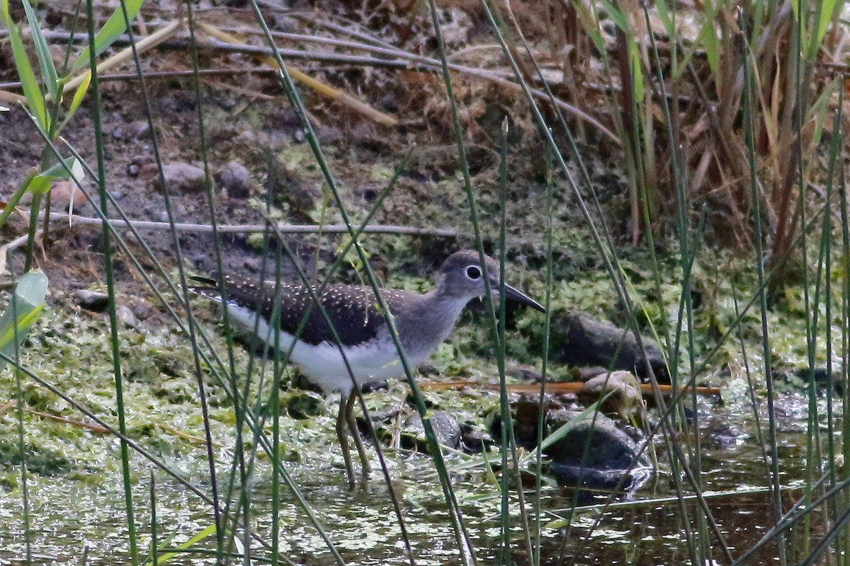 Einsiedelwasserläufer - ML639493239