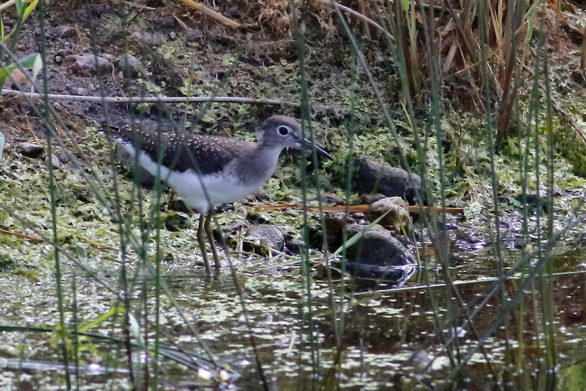 Einsiedelwasserläufer - ML639493240