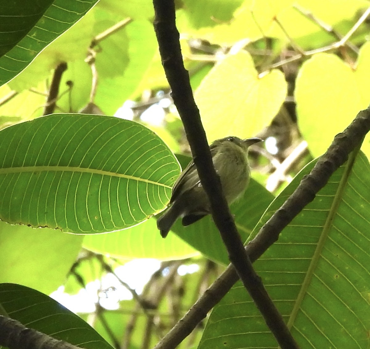 Southern Bentbill - ML639493291