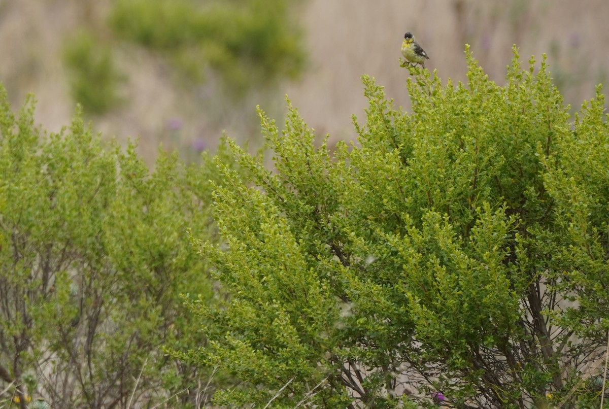 Lesser Goldfinch - ML639493351