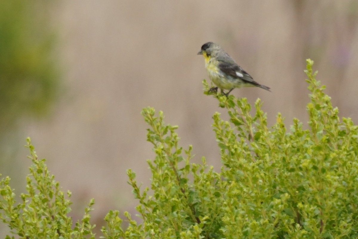 Lesser Goldfinch - ML639493353