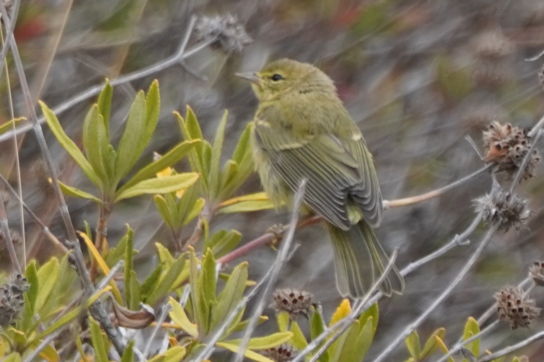 Orange-crowned Warbler - ML639493357