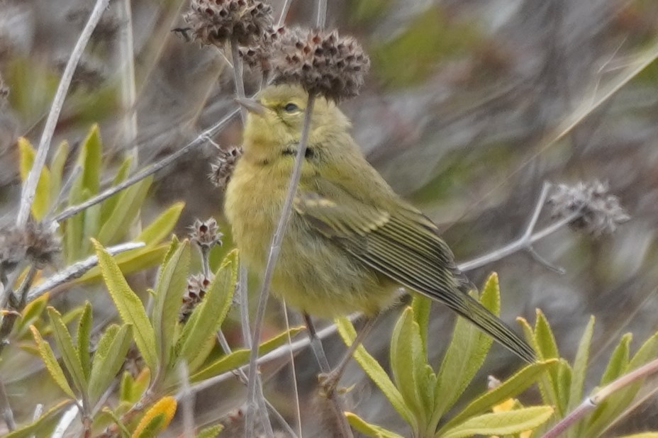 Orange-crowned Warbler - ML639493360