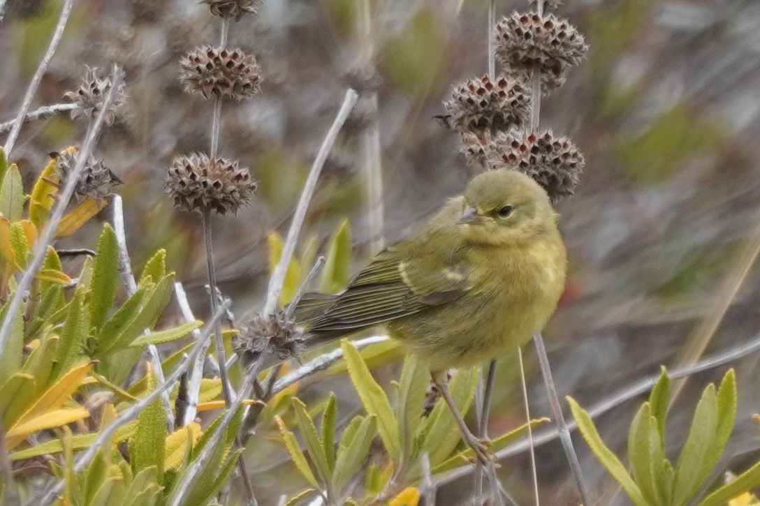 Orange-crowned Warbler - ML639493362