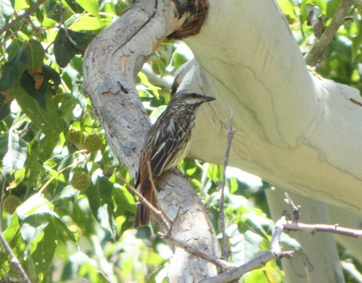 Sulphur-bellied Flycatcher - ML639493375