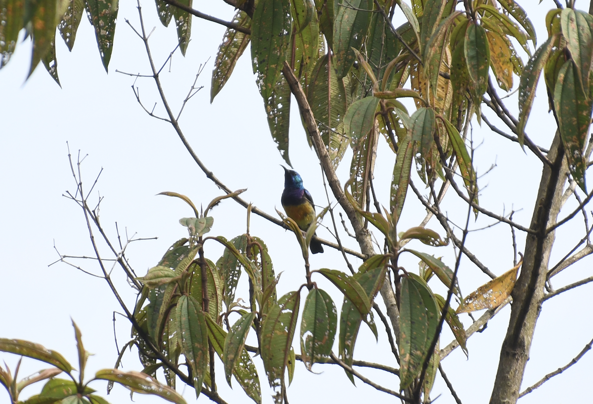 Suimanga Variable - ML639493403