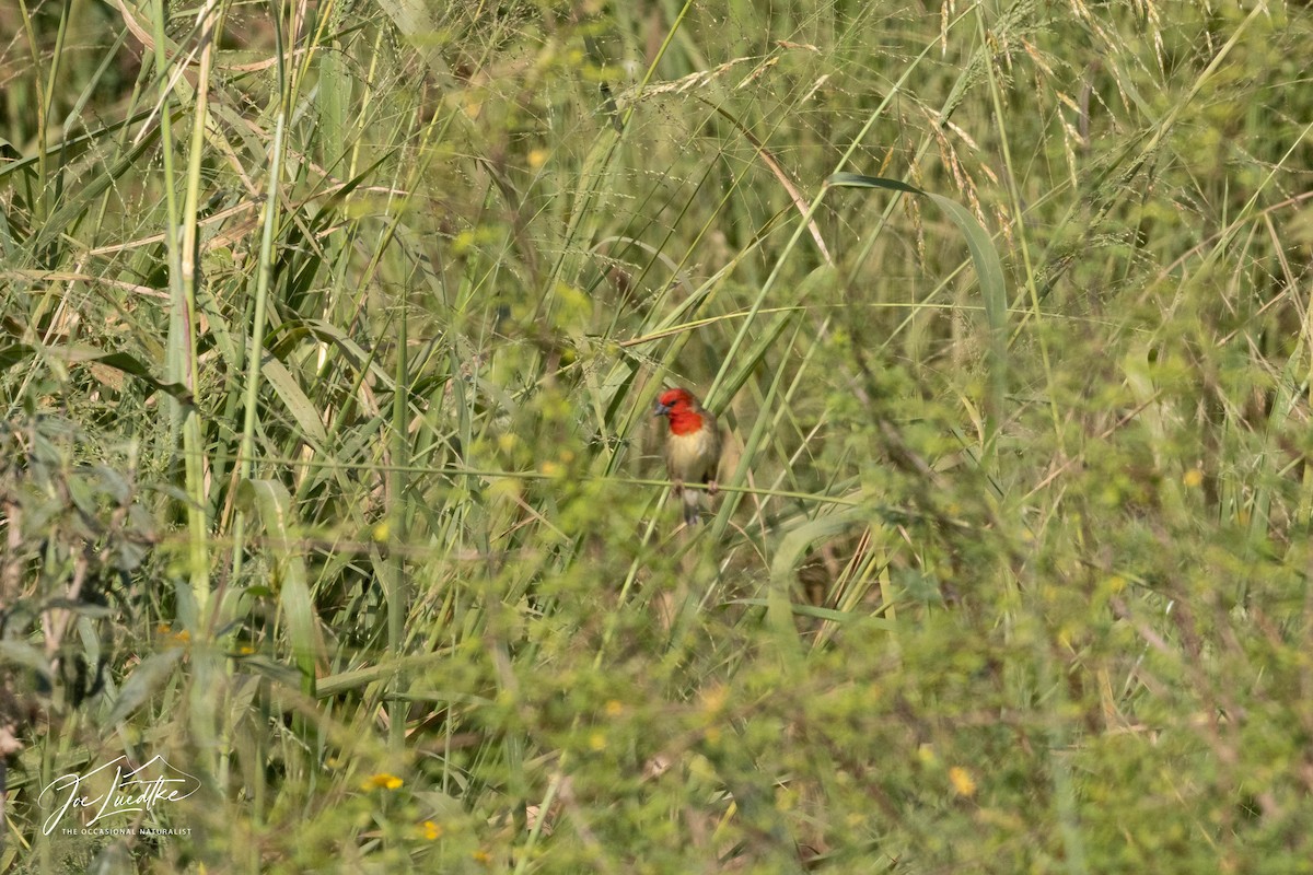 Red-headed Quelea - ML639493419