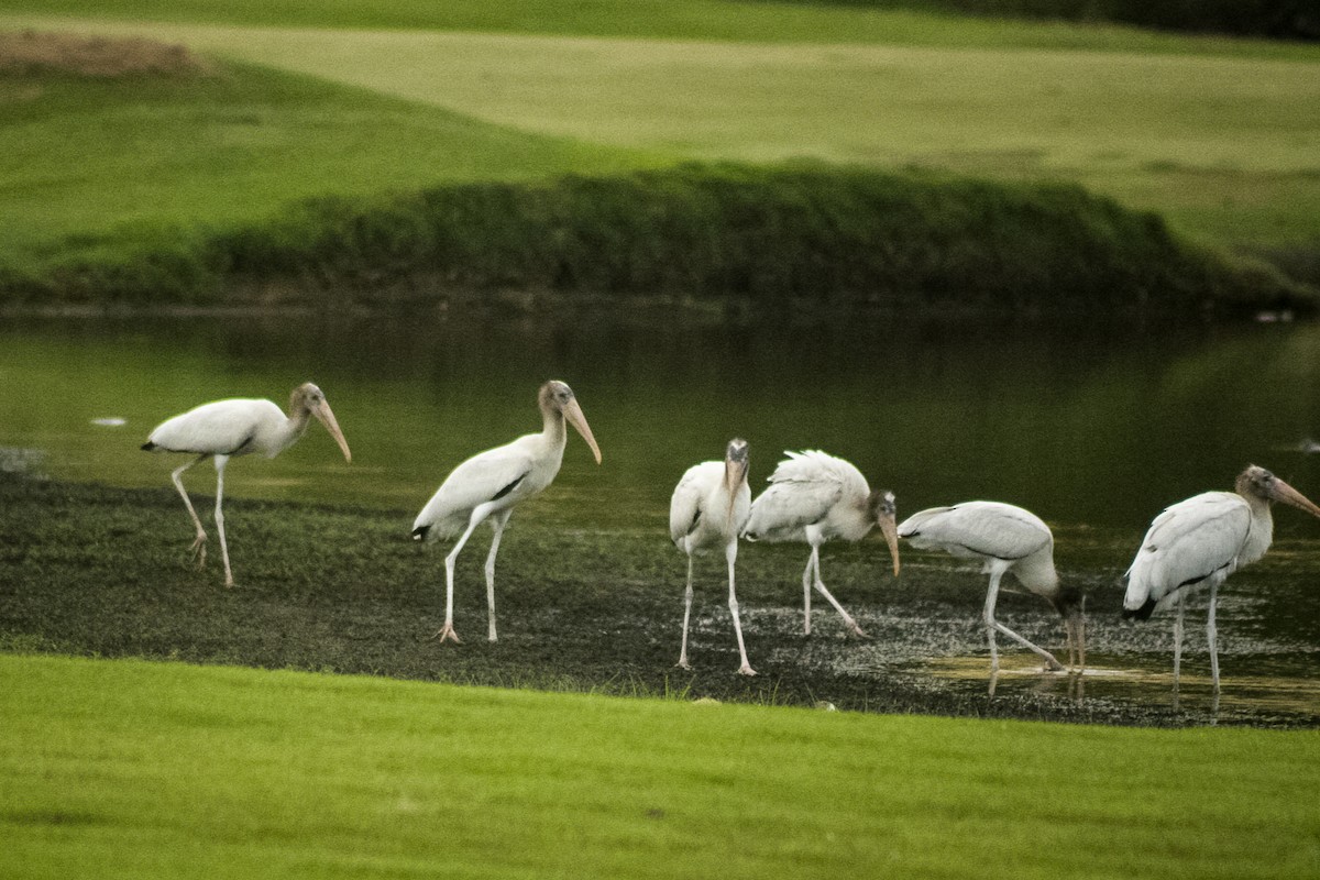 Wood Stork - ML639493425