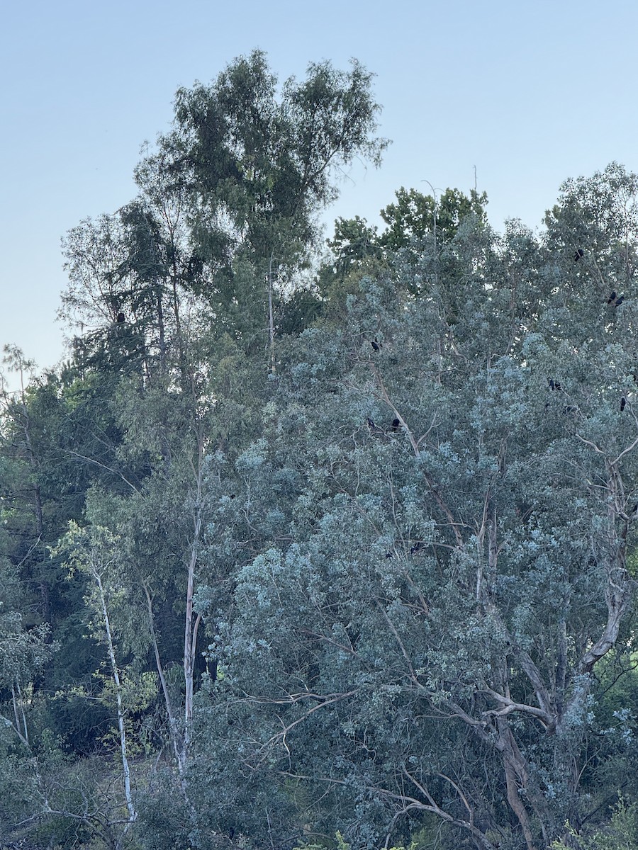 Bald Eagle - ML639493470