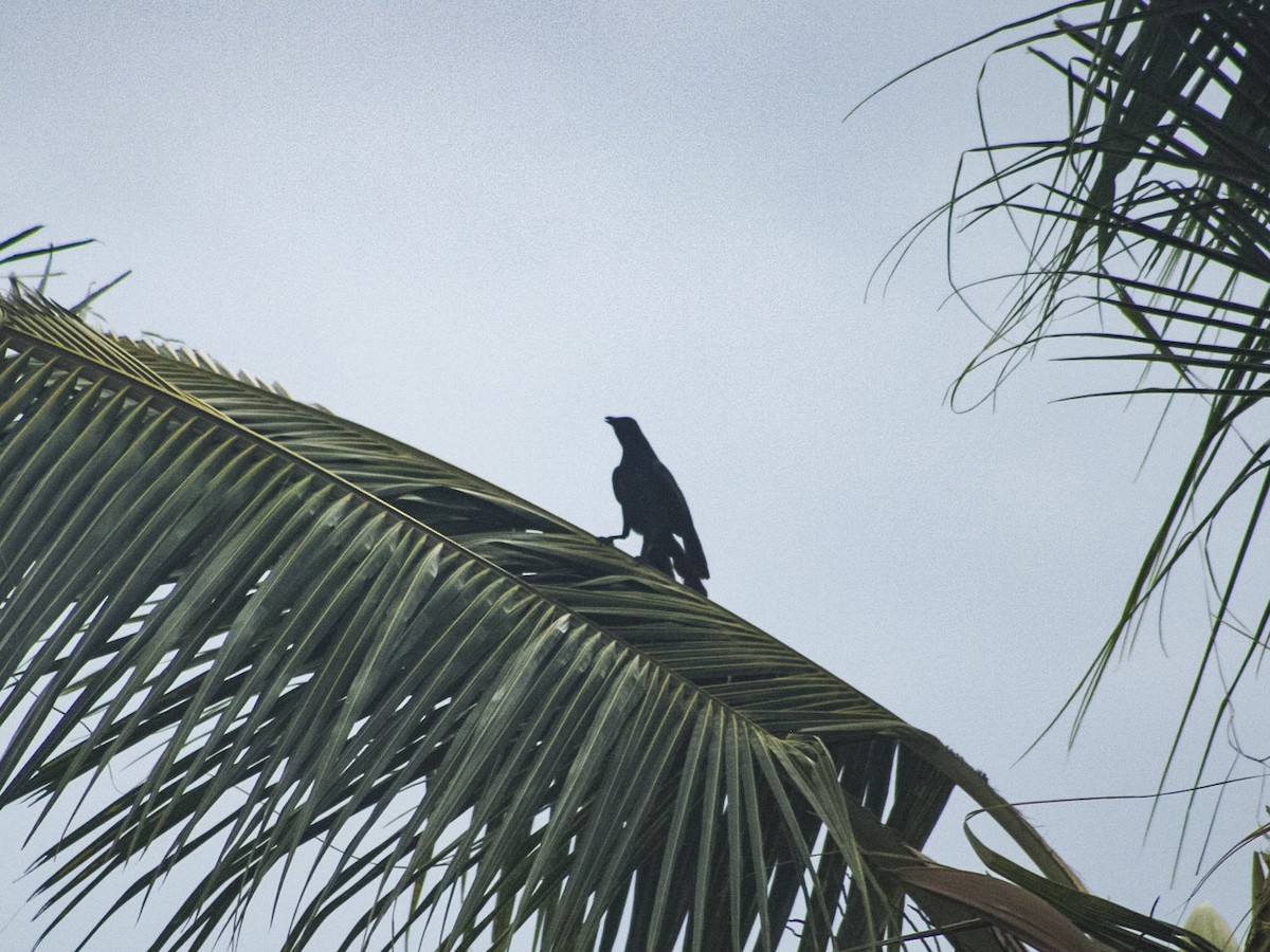 Sinaloa Crow - ML639493488
